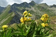 70 Genziana punteggiata (Gentiana punctata) con da sfondo il Corno Stella